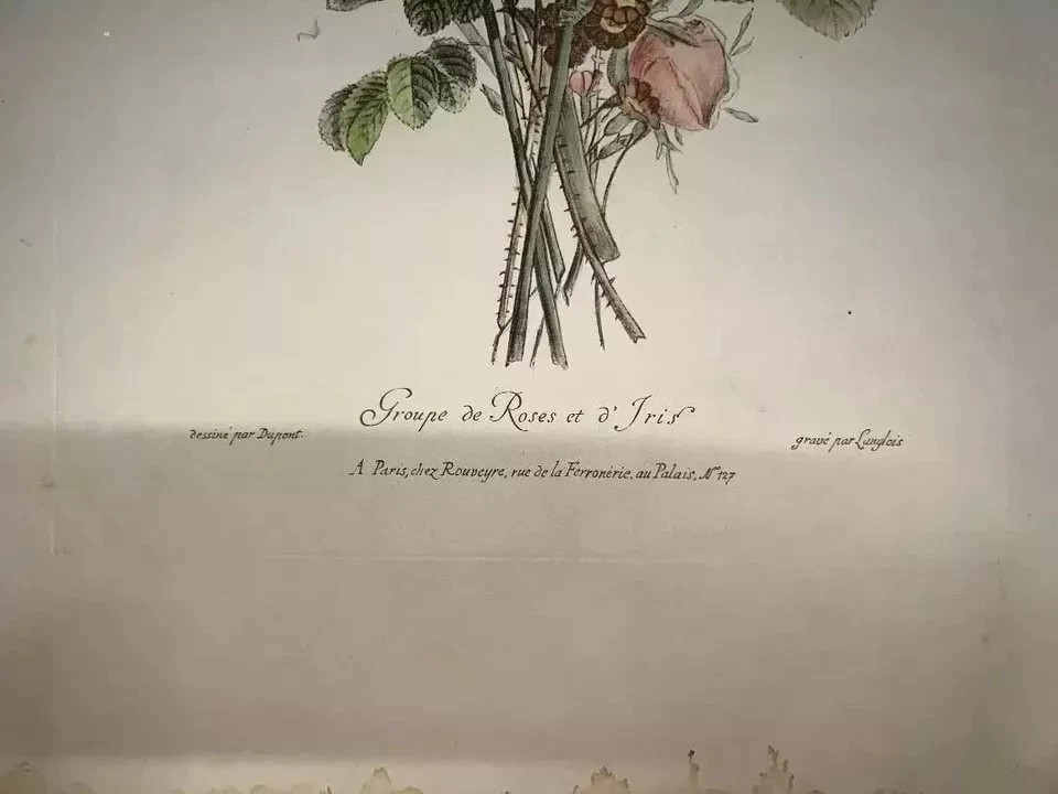 ANTICA LITOGRAFIA COLORATA GRUPPO DI ROSE E IRIS DUPONT -LANGLOIS 1880 CM 48 X33