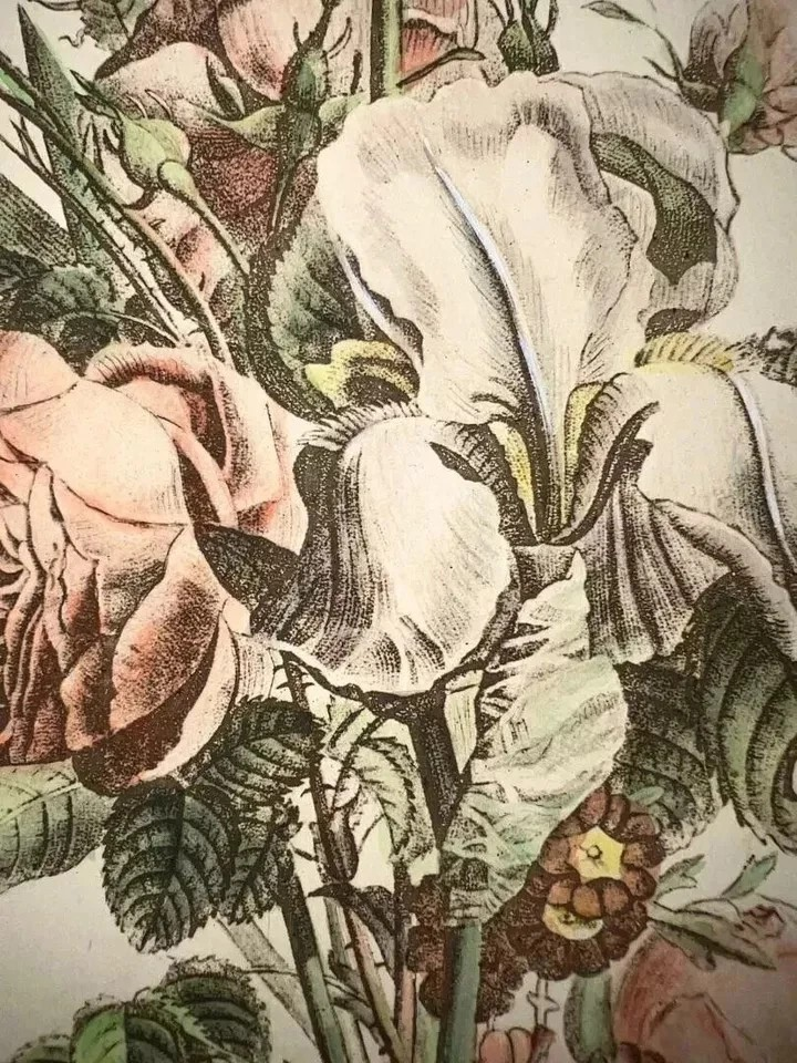 ANTICA LITOGRAFIA COLORATA GRUPPO DI ROSE E IRIS DUPONT -LANGLOIS 1880 CM 48 X33