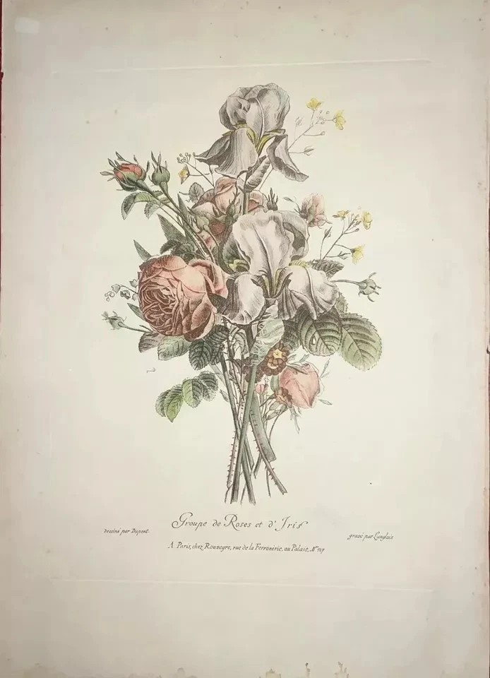 ANTICA LITOGRAFIA COLORATA GRUPPO DI ROSE E IRIS DUPONT -LANGLOIS 1880 CM 48 X33