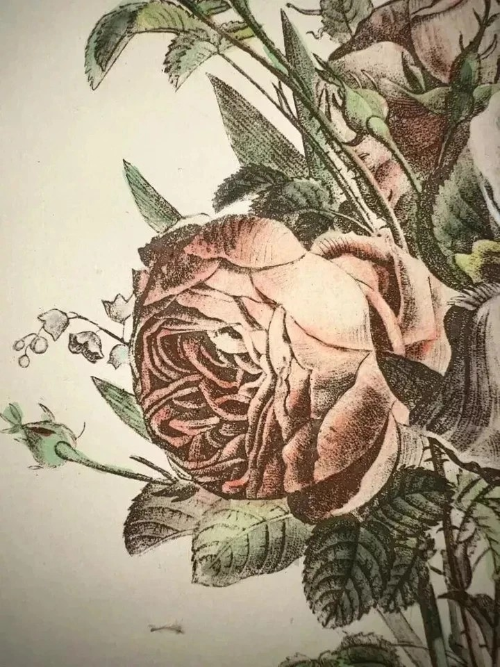 ANTICA LITOGRAFIA COLORATA GRUPPO DI ROSE E IRIS DUPONT -LANGLOIS 1880 CM 48 X33