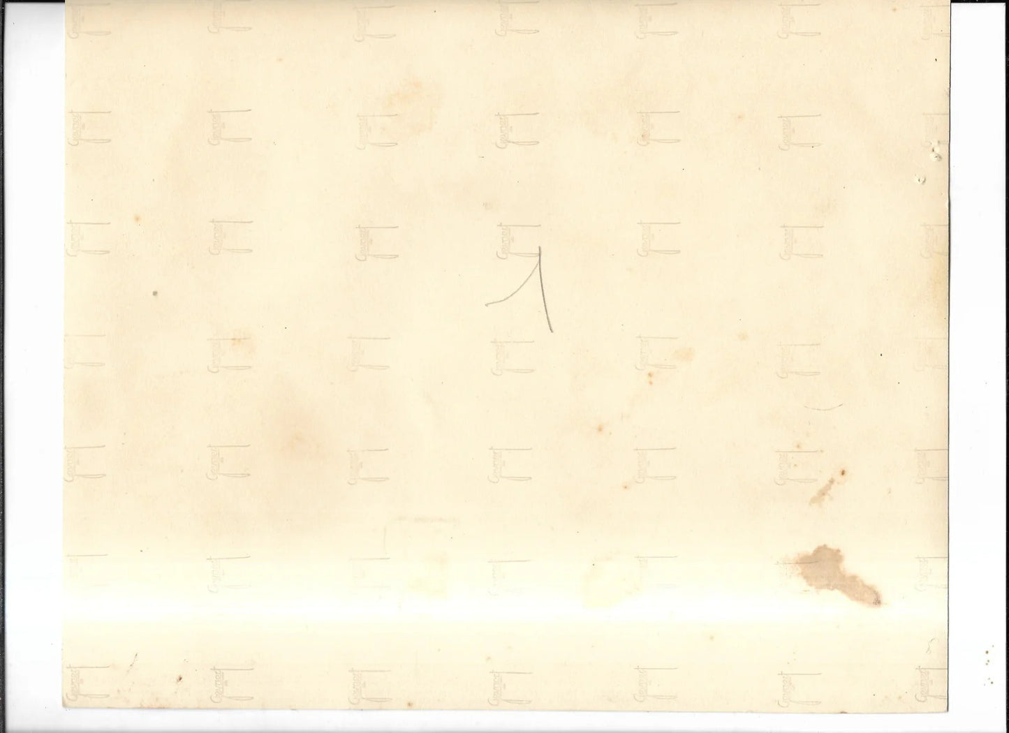 FOTO D'EPOCA GIOVANE DONNA CON CANE LEVRIERO CARTA GEVAERT ANNI '50, CM 26 X 21