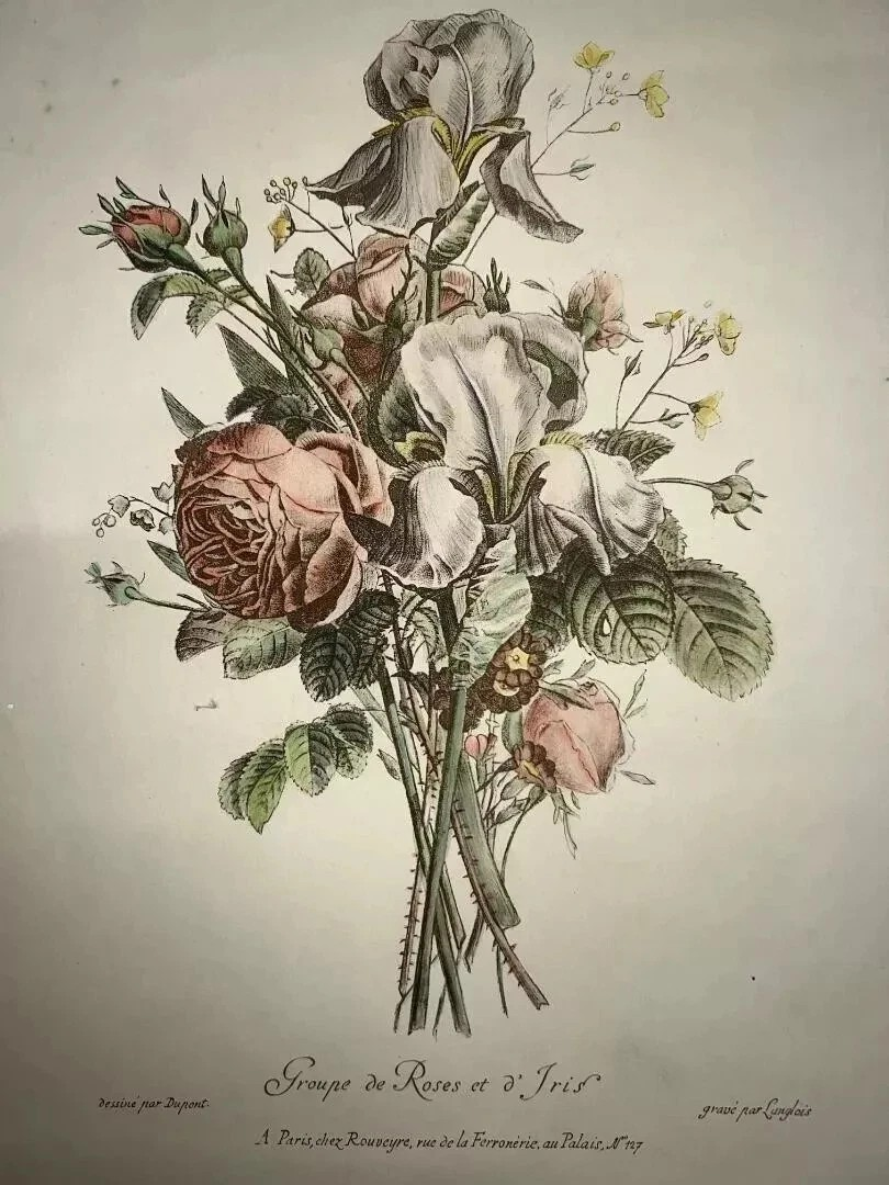 ANTICA LITOGRAFIA COLORATA GRUPPO DI ROSE E IRIS DUPONT -LANGLOIS 1880 CM 48 X33